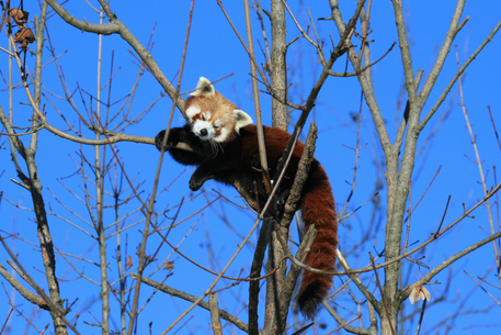 Tierpark Herberstein