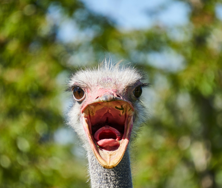 Strausse sind eine anpassungsfähige Vogelart