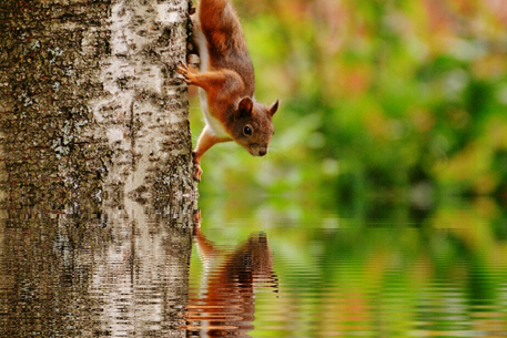 Foto Eichhörnchen von Pexels